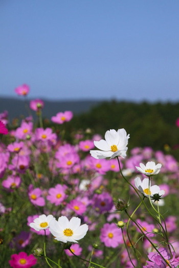 コピー (1) ～ IMG_6056_1_1