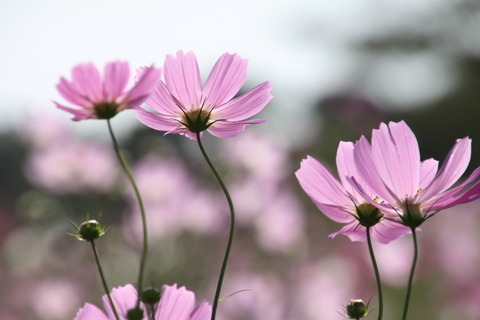 コピー (1) ～ IMG_6066_1