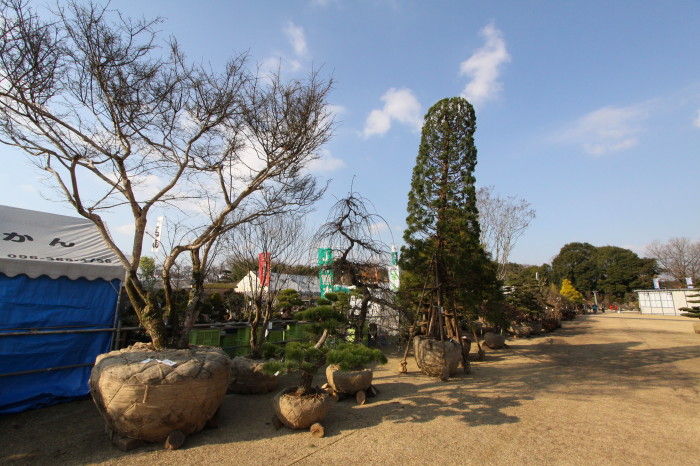第44回 Ja植木まつり 中島の九州ブログ