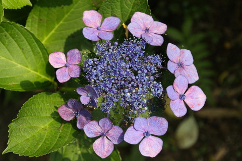 09 コピー (1) ～ IMG_4260_1_1