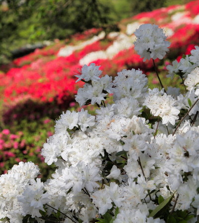 コピー (1) ～ IMG_9530_1