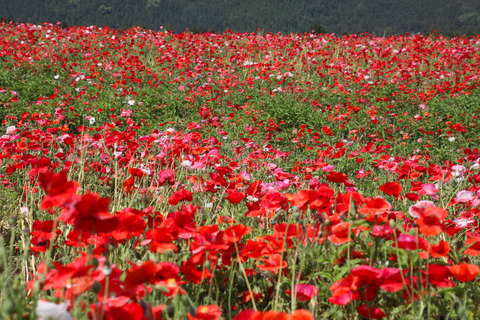 コピー (1) ～ IMG_3776_1