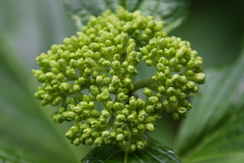 コピー (1) ～ IMG_3917_1 - コピー