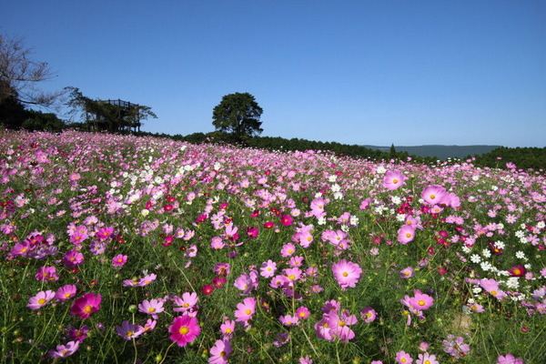 上場高原コスモス園 中島の九州ブログ