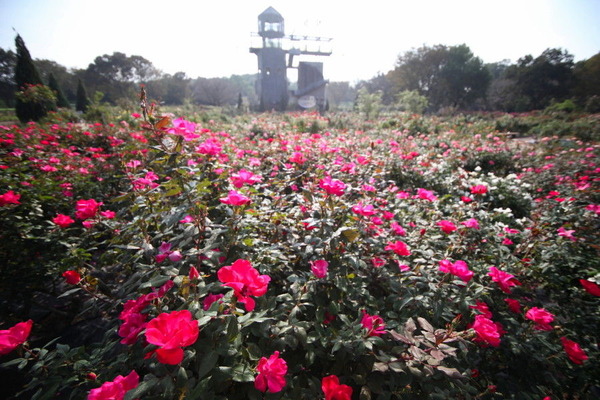 コピー (1) ～ IMG_9581_1_1