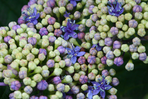 コピー (1) ～ IMG_3932_1