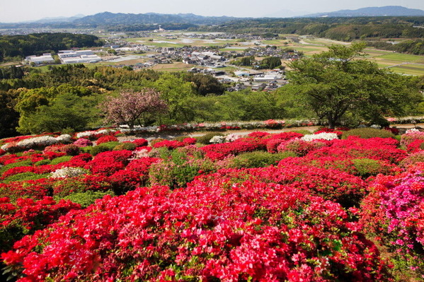 コピー (1) ～ IMG_9524_1