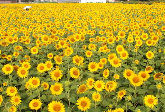 38c7b06f.jpg