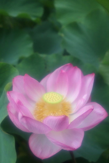 3c661c0f.jpg