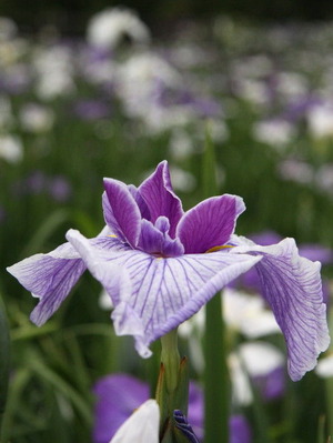3cdb3837.jpg
