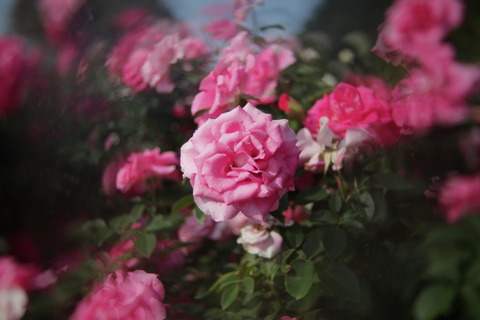 コピー (1) ～ IMG_9623_1_1