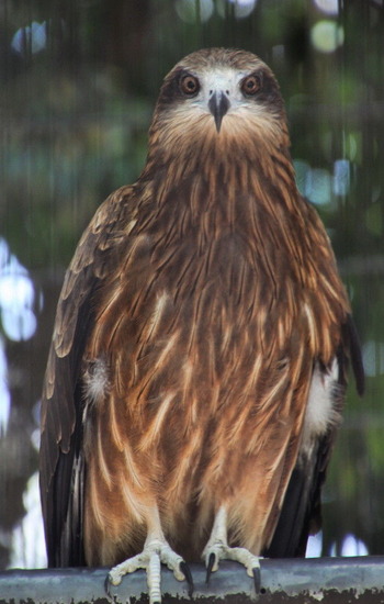 01 コピー (1) ～ IMG_4062_1