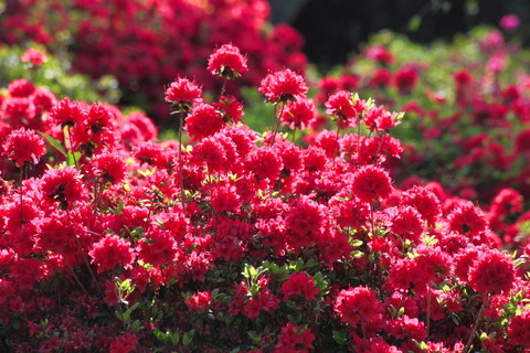 コピー (1) ～ IMG_9480_1