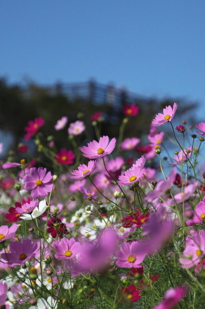 コピー (1) ～ IMG_6039_1