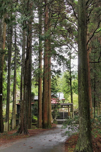 コピー (1) ~ IMG_5151_1