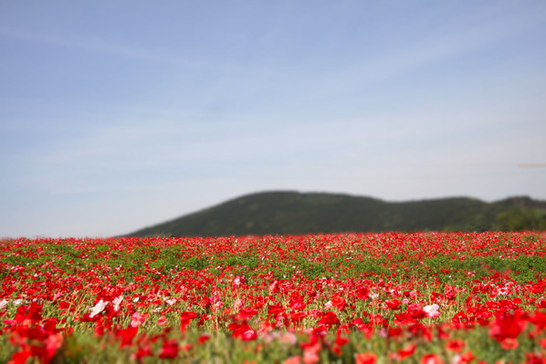 コピー (1) ～ IMG_3775_1