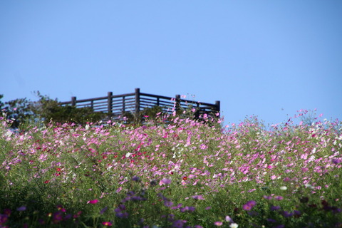 コピー (1) ～ IMG_6035_1