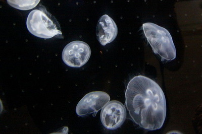 6221704b.jpg
