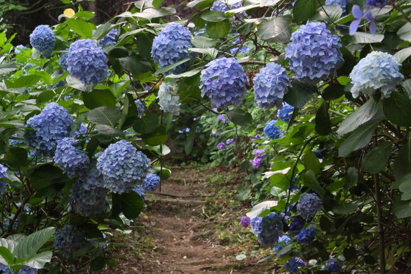 10 コピー (1) ～ IMG_4250_1_1