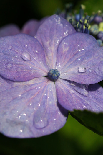 コピー (1) ～ IMG_3923_1