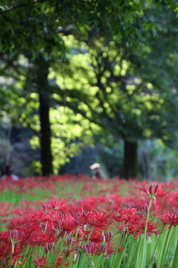 コピー (1) ～ IMG_5471_1_1