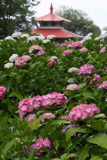 コピー (1) ～ IMG_3939_1