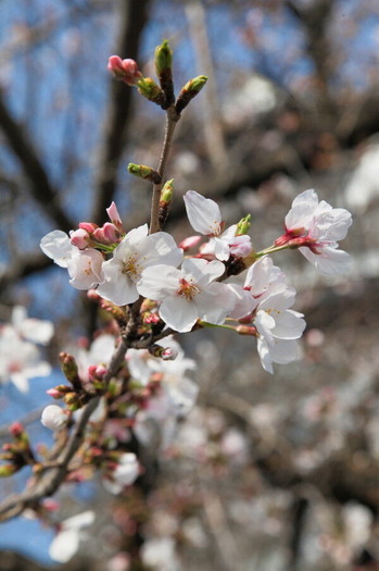 IMG_5561_1