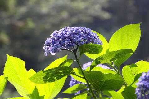 コピー (1) ～ IMG_3920_1 - コピー