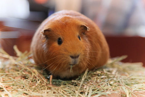 コピー (1) ～ コピー (1) ～ IMG_0622_1_1_1