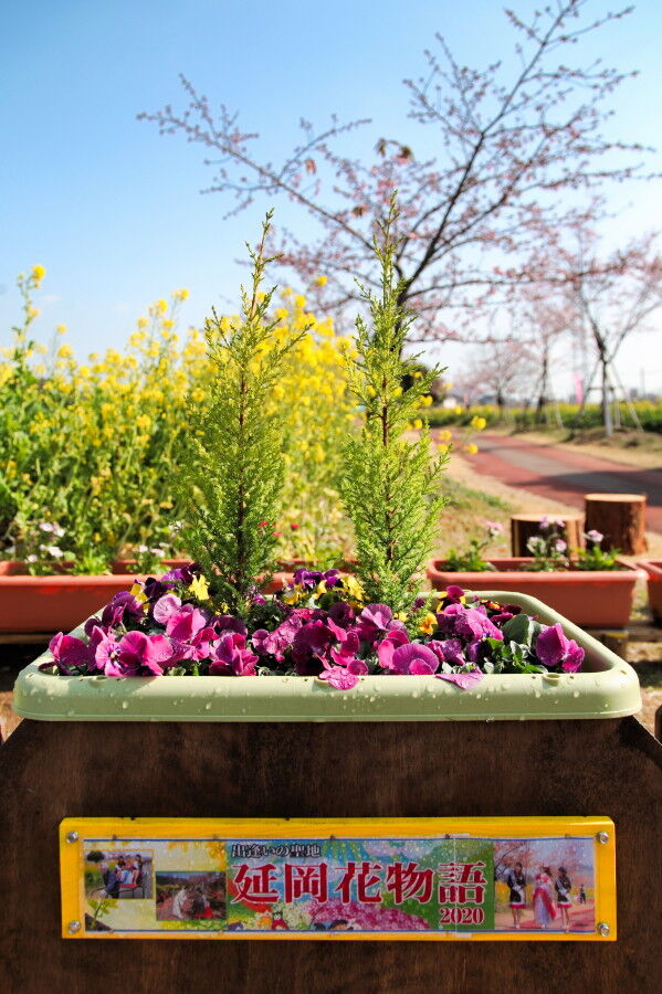 延岡花物語 中島の九州ブログ