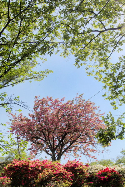 コピー (1) ～ IMG_9529_1