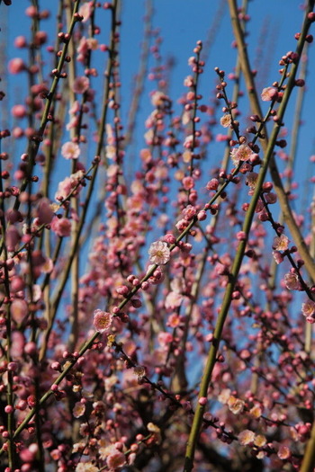 03IMG_8619_1