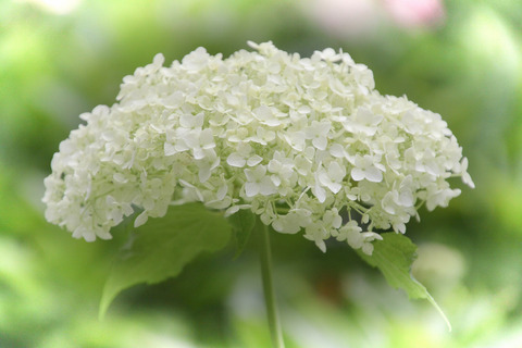 コピー (1) ～ コピー (1) ～ IMG_3942_1_1 - コピー