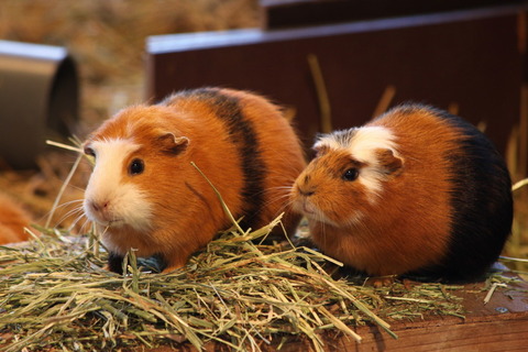 コピー (1) ～ IMG_0602_1_1