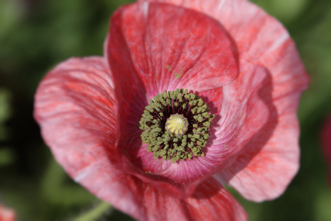 コピー (1) ～ IMG_3770_1