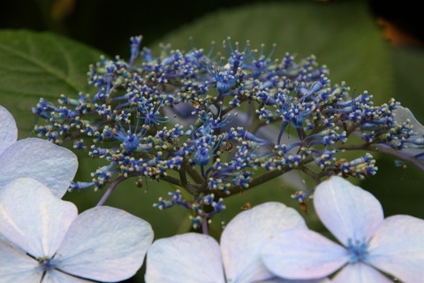 05 コピー (1) ～ IMG_4226_1_1