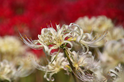 コピー (1) ～ IMG_5784_1_1