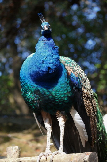 コピー (1) ～ IMG_0654_1_1