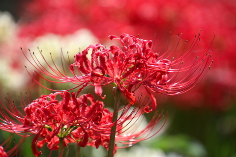 コピー (1) ～ IMG_5789_1_1