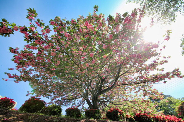 コピー (1) ～ IMG_9531_1