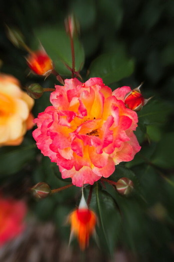 IMG_9606_1