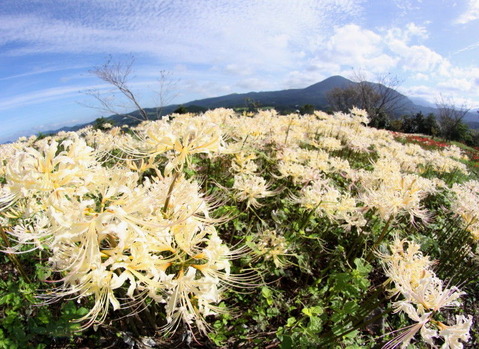 8c2723d9.jpg