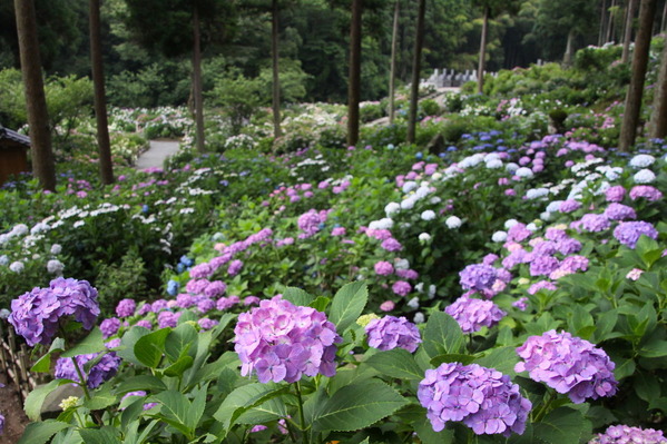 コピー (1) ～ IMG_3915_1 - コピー