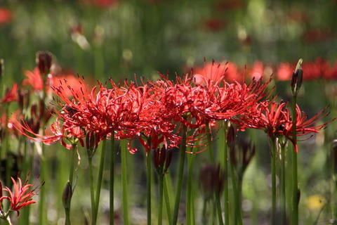 コピー (1) ～ IMG_5457_1_1