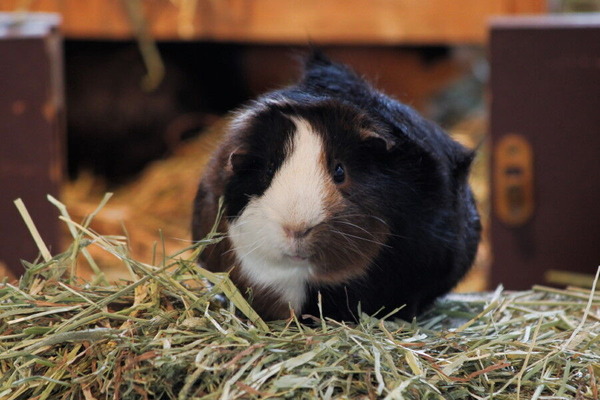 コピー (1) ～ IMG_0598_1_1