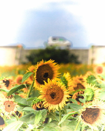 コピー (1) ~ コピー (1) ~ IMG_4913_1_1_1_1