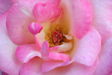 コピー (1) ～ IMG_9638_1_1