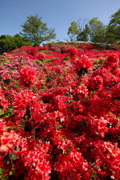 コピー (1) ～ IMG_9528_1