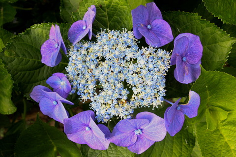 コピー (1) ～ IMG_3900_1 - コピー