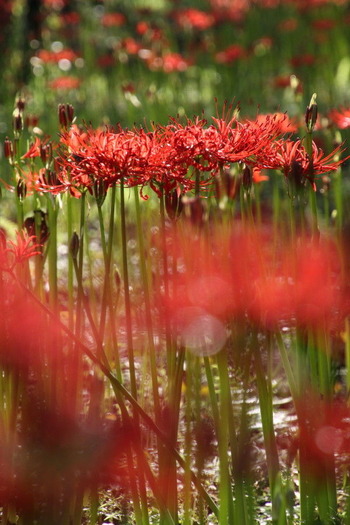 コピー (1) ～ IMG_5454_1_1